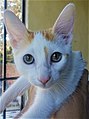 Central heterochromia in a bicolor tabby cat.