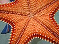 Oreaster reticulatus