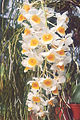 Dendrobium Chet's Choice (Dendrobium densiflorum × farmeri), Densiflorum (sin. Callista) bo'limiga tegishli gibrid.