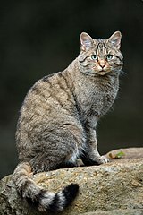 Кіт лісовий (Felis silvestris)