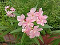 Flowers of N. oleander in West Bengal