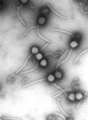 Vira: Gamma phage