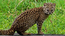 Guigna ou Kodkod ou Chat du Chili (Leopardus guigna)