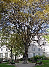 Jardin Carré-de-Baudouin.