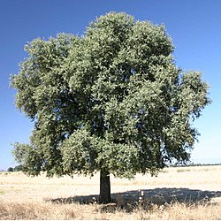 Holm Oak (Quercus ilex subsp. rotundifolia)