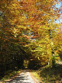 Rothaarsteig bei Bad Berleburg