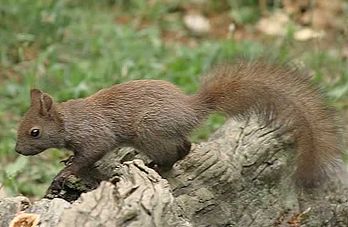 Un écureuil commun roux européen (Sciurus vulgaris), aperçu dans le Béarn. (définition réelle 573 × 374*)