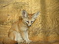 Fennec (Vulpes zerda).