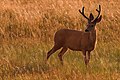 White-tailed deer