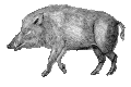 Sus scrofa