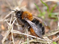 Videsandbi (Andrena clarkella)