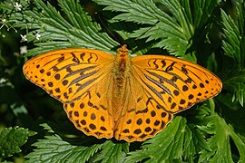 Argynnis paphia Mitterbach 01