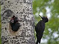 Picchio nero (Dryocopus martius)