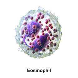 Eosinophil granulocyte.