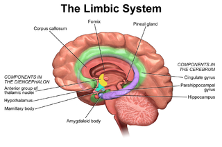 Limbic system.