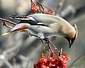 Csonttollú (Bombycilla garrulus)