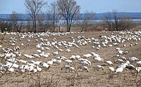 Oies blanches dans un champ de la réserver nationale de faune du Cap Tourmente.