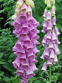 Digitalis purpurea en fleur.