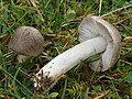 Tricholoma terreum