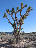 Joshua Tree