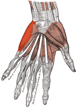 Musculus abductor digiti minimi