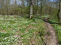 Frühling am Schwanberg