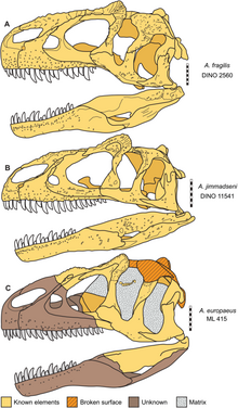 Crocquis de trois cranes de dinosaures théropode.