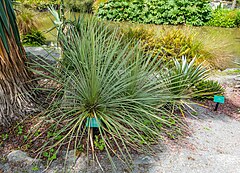 Yucca campestris