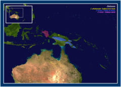 Mapa de distribución de Zaglossus spp.