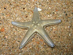 Astropecten platyacanthus