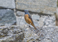 Monticola saxatilis (maschio)-Passo dello Spluga (SO)