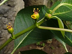 Une euphorbe à identifier, dans le jardin.