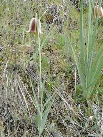 Fritillaria lusitanica