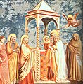 Presentació al Temple, fresc de Giotto (Pàdua, Capella degli Scrovegni)