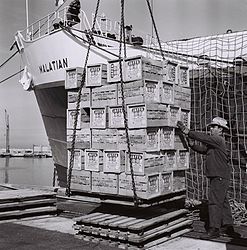 העמסת תפוזי ג'אפה בנמל אשדוד, 1965