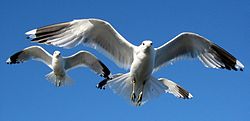 Kalalokki (Larus canus)