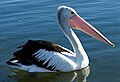 Pelecanus conspicillatus Australien