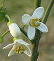 Flor de la pampelmusa