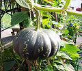 Cucurbita maxima.