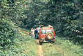 La selva del Congo a la carretera que uneix Ubundu amb Kisangani, a la RD del Congo