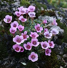 Saxifraga violet⁠(d).