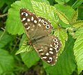 Speckled Wood butterfly (female)