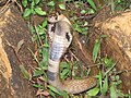 Image 27The Binocellate Cobra(naja naja) (from List of snakes of South Asia)