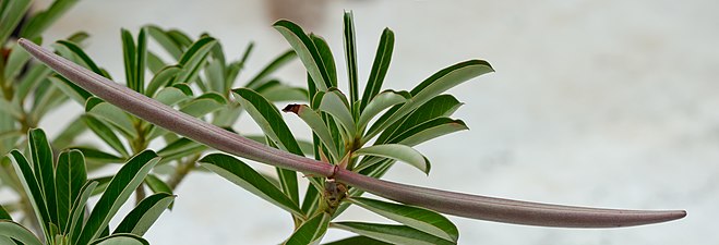 Large fruits on 30-cm tall plant, Chennai.