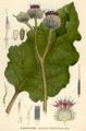 Arctium tomentosum