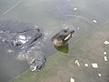 Bostami Turtle, Shrine of Bayazid Bostami,Chittagong