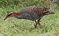 Photographie d'un oiseau aux plumes blanches et grises et la tête marron et blanche, marchant dans l'herbe