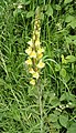 Common toadflax (Linaria vulgaris)