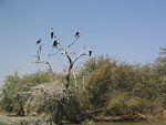 Cormorants on a tree