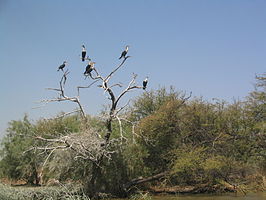 Nationaal park Djoudj